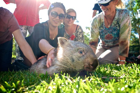 Australian Reptile Park - Accommodation Great Ocean Road 10