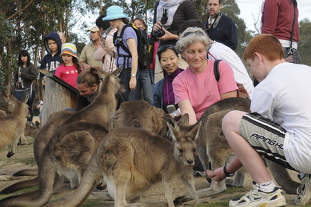 East Coast Natureworld - Accommodation Great Ocean Road 4