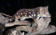 East Coast Natureworld - thumb 5