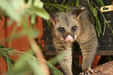Potoroo Palace - Accommodation Great Ocean Road 3