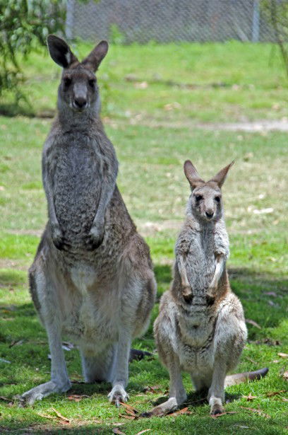 Potoroo Palace - Accommodation Great Ocean Road 5