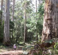 Warren River Loop Walk - Accommodation Great Ocean Road