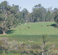 Scenic Drives - Bunbury Collie Donnybrook - Accommodation Great Ocean Road