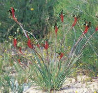 Kalbarri Wildflower Centre - Accommodation Great Ocean Road