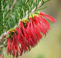 Ethel Daw Scenic Drive - Accommodation Great Ocean Road