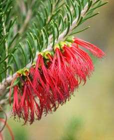 Ethel Daw Scenic Drive - Accommodation Great Ocean Road 0