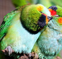 Rainbow Jungle - The Australian Parrot Breeding Centre - Accommodation Great Ocean Road