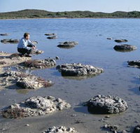 Lake Thetis Stromatolites - Accommodation Great Ocean Road