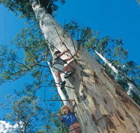 Dave Evans Bicentennial Tree - Accommodation Great Ocean Road