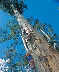 Dave Evans Bicentennial Tree - Accommodation Great Ocean Road 0