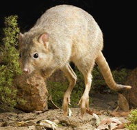 Kanyana Wildlife - Accommodation Great Ocean Road