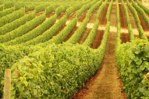 Xanadu Wines - Accommodation Great Ocean Road 0