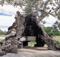 The Herbig Family Tree - Accommodation Great Ocean Road