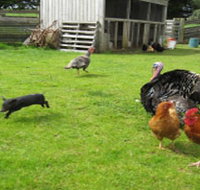 Echo Farm - Accommodation Great Ocean Road