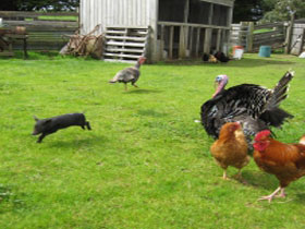 Echo Farm - Accommodation Great Ocean Road 0