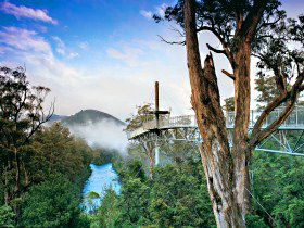 Tahune Adventures Tasmania - Accommodation Great Ocean Road 0
