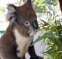 Glen-Forest Tourist Park - Accommodation Great Ocean Road