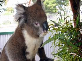 Glen-Forest Tourist Park - Accommodation Great Ocean Road 0