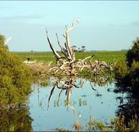 Bool Lagoon Game Reserve and Hacks Lagoon Conservation Park - Accommodation Great Ocean Road