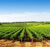 Aldinga Bay Winery - Accommodation Great Ocean Road