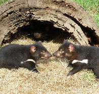Wing's Wildlife Park - Accommodation Great Ocean Road