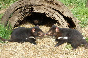 Wing's Wildlife Park - Accommodation Great Ocean Road 0