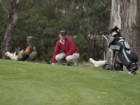 Tasmania Golf Club - The - Accommodation Great Ocean Road 0