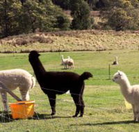 Maydena Country Cabins Accommodation  Alpaca Stud - Accommodation Great Ocean Road