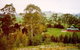 The Tasmanian Arboretum - thumb 0