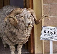 Tasmanian Wool Centre - Accommodation Great Ocean Road