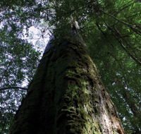 Styx Big Tree Reserve - Accommodation Great Ocean Road