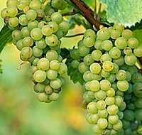 TP Vineyards - Accommodation Great Ocean Road