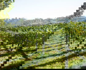 Surveyor's Hill Vineyards - Accommodation Great Ocean Road 0