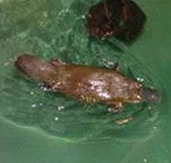 Platypus House