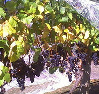 Palmara Vineyard - Accommodation Great Ocean Road