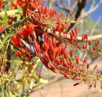 Olive Pink Botanic Garden - Accommodation Great Ocean Road