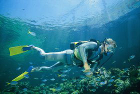 Kirra Reef Dive Site - Accommodation Great Ocean Road 0