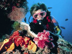 Cook Island Dive Site - Accommodation Great Ocean Road 0