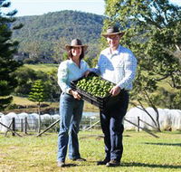 Hinterland Feijoas - Accommodation Great Ocean Road
