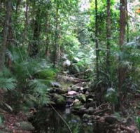 Mossman Gorge Rainforest Circuit Track Daintree National Park - Accommodation Great Ocean Road
