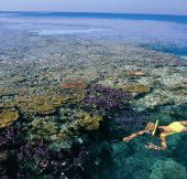 Split Bommie Dive Site - Accommodation Great Ocean Road