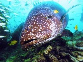 Lady Musgrave Island Dive Sites - Accommodation Great Ocean Road 0