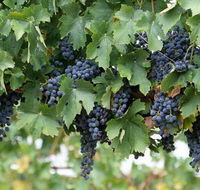 South Burnett Wine Trail - Accommodation Great Ocean Road