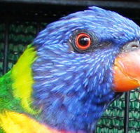 Fraser Coast Wildlife Sanctuary - Accommodation Great Ocean Road