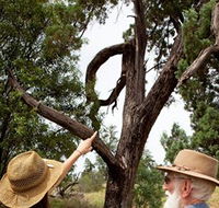 Charleville - Outback Native Timber Walk - Accommodation Great Ocean Road