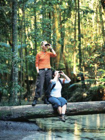 Birdwatching On The Fraser Coast - Accommodation Great Ocean Road 0