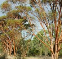 Myall Park Botanic Garden - Accommodation Great Ocean Road