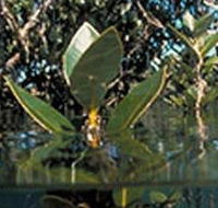 Jawbone Marine Sanctuary - Accommodation Great Ocean Road