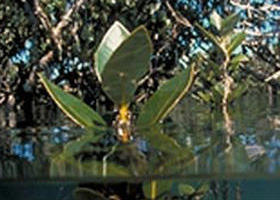 Jawbone Marine Sanctuary - Accommodation Great Ocean Road 0