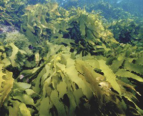 Barwon Bluff Marine Sanctuary - Accommodation Great Ocean Road 0
